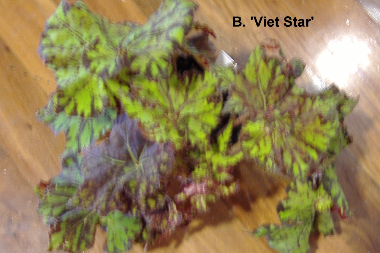 B. ‘Viet Star’